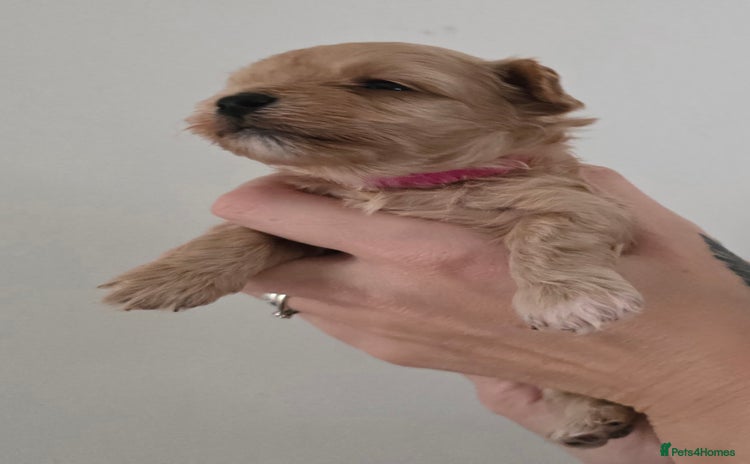 Maltipoo dogs - Advert 8