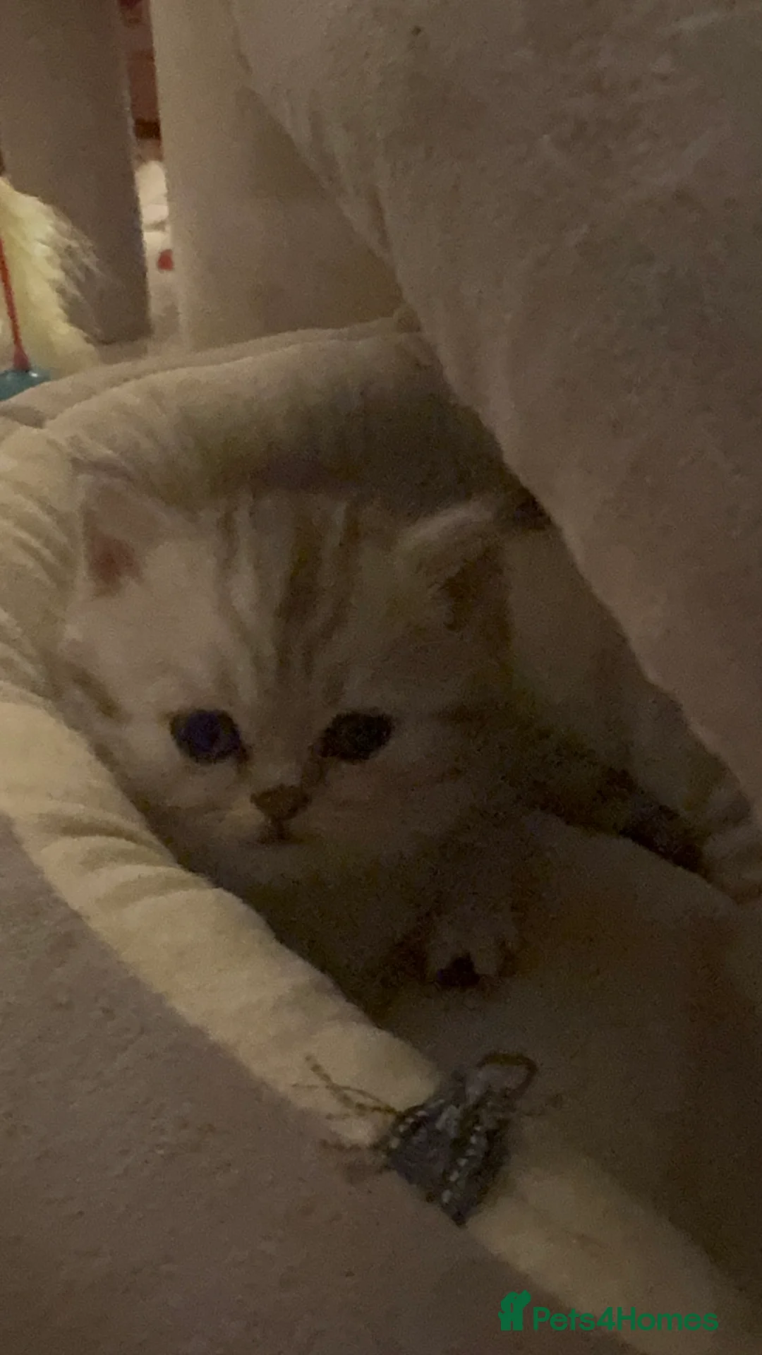 Persian cats for sale: Kitten Sold - Advert 13