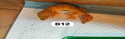 Leopard Gecko reptiles for sale: Available Rescue Looking for Their Forever Homes - Advert 18