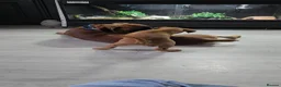 Mixed Breed dogs for sale: 2 Lurcher x Boxer puppies - Advert 6