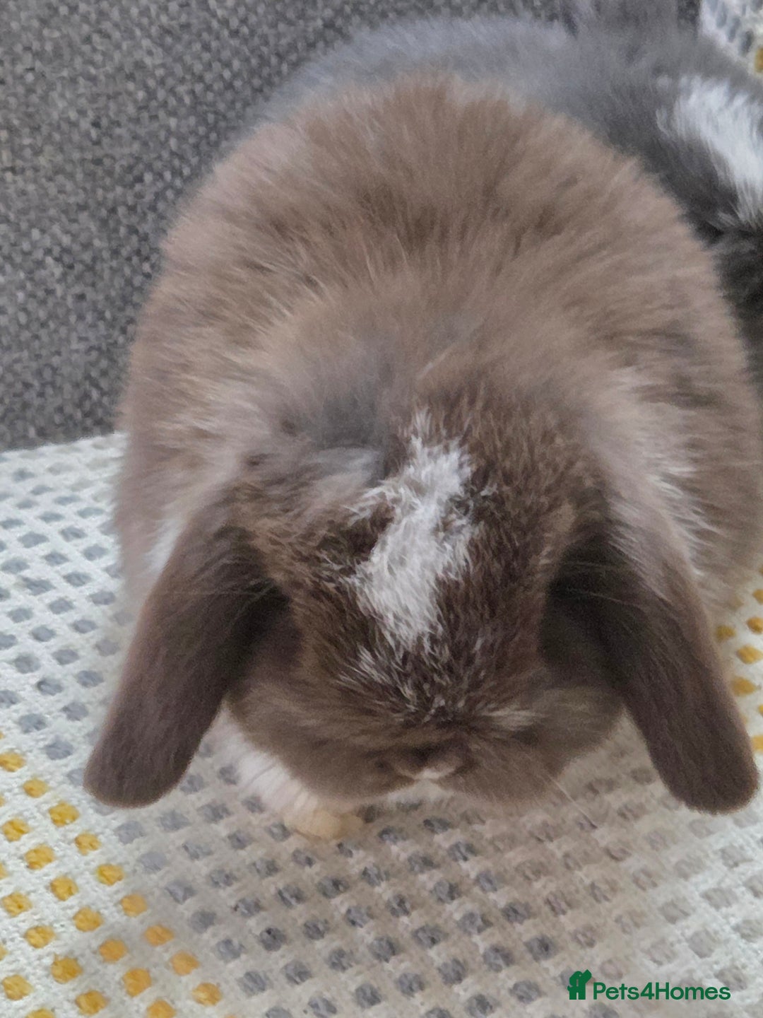 Mini Lop rabbits for sale: Minilops - Image 16
