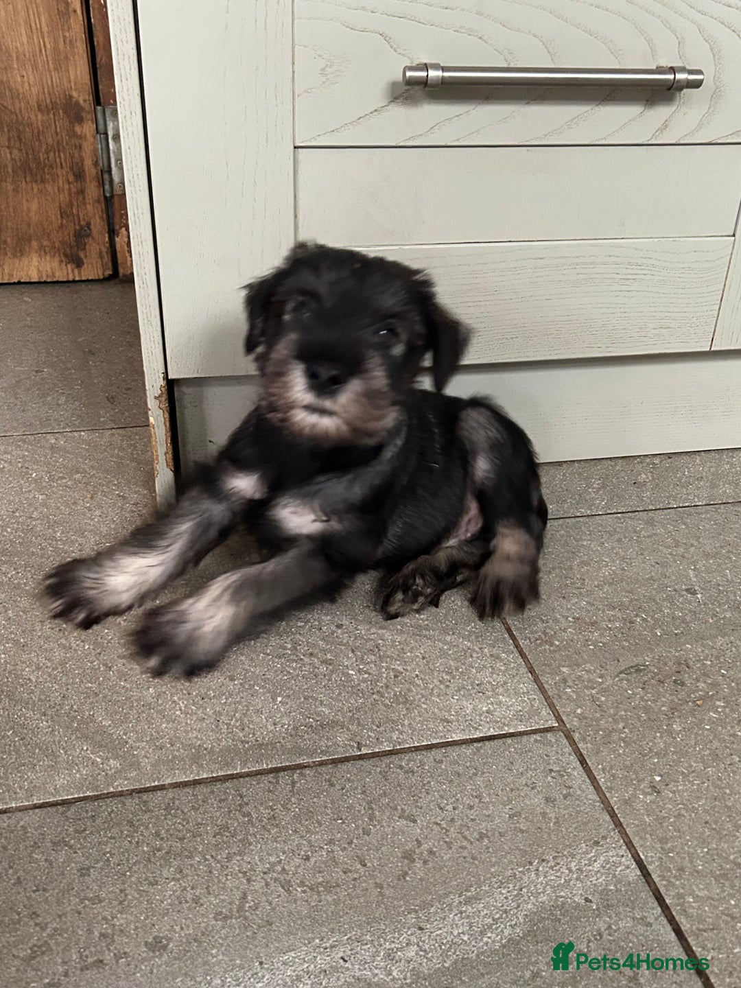 Schnauzer dogs for sale: Standard schnauzer Male pup - Image 3