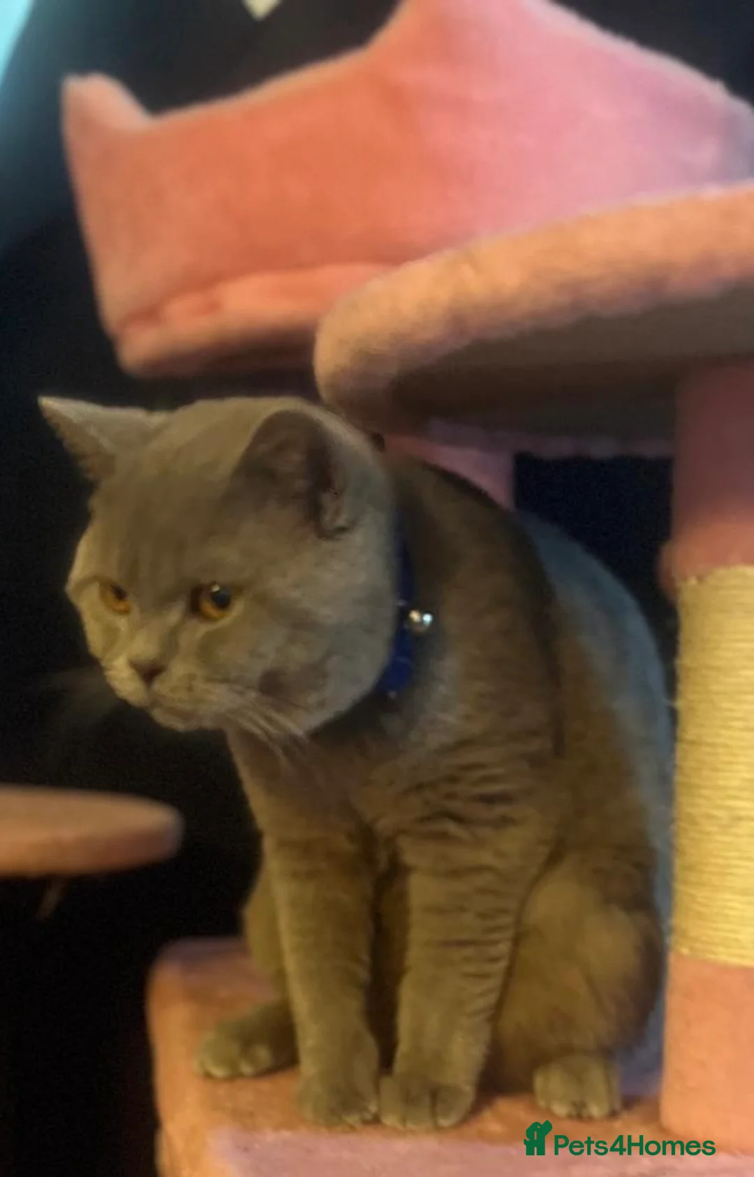 British Shorthair cats for sale: British Shorthair Male – 9 Months Old 🐾  in Newport - Advert 4
