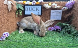Continental Giant rabbits for sale: Pure Continental Giant Vaccinated  - Image 3