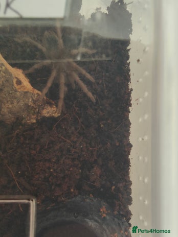 Tarantulas invertebrates - Advert 1