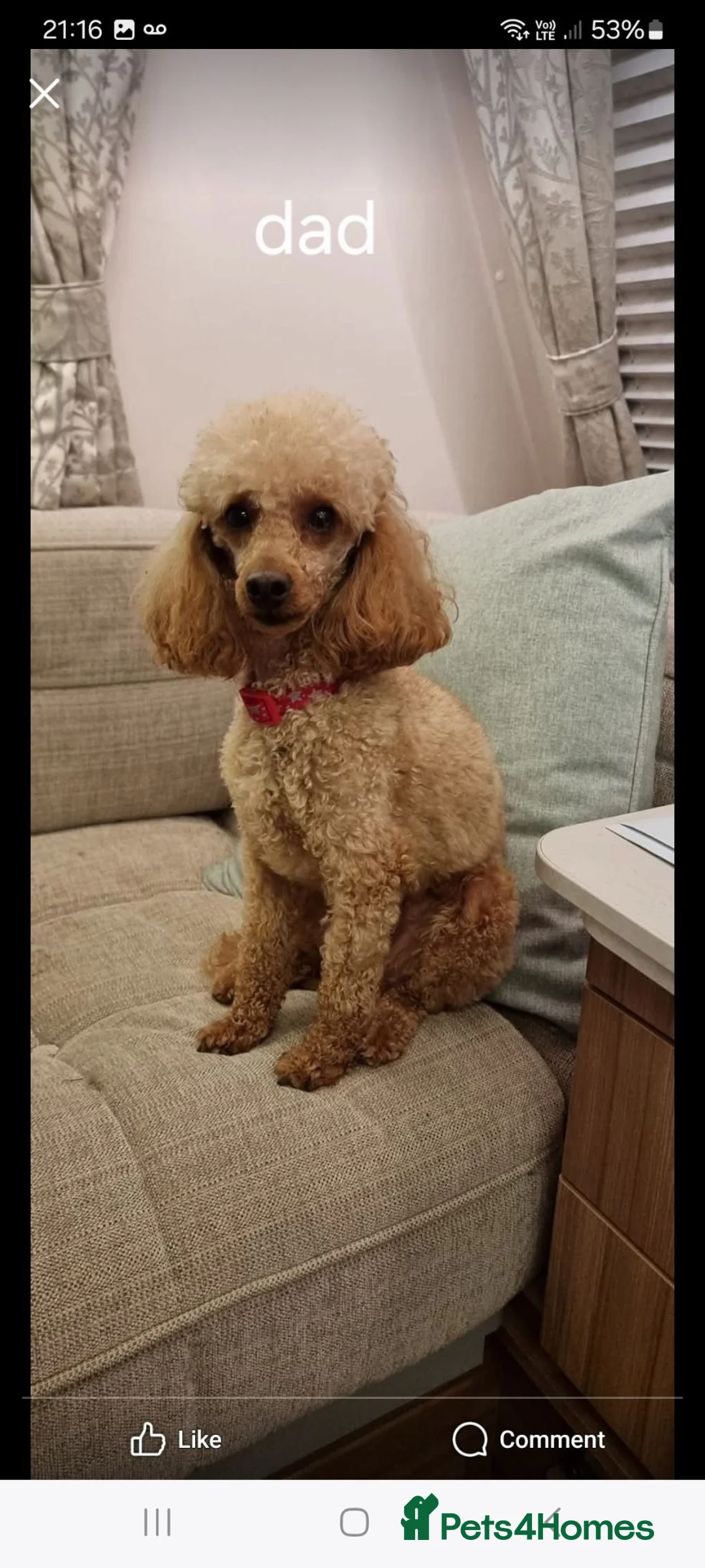 Toy Poodle dogs for sale: READY AND REDUCED Full pedigree toy poodle - Advert 2