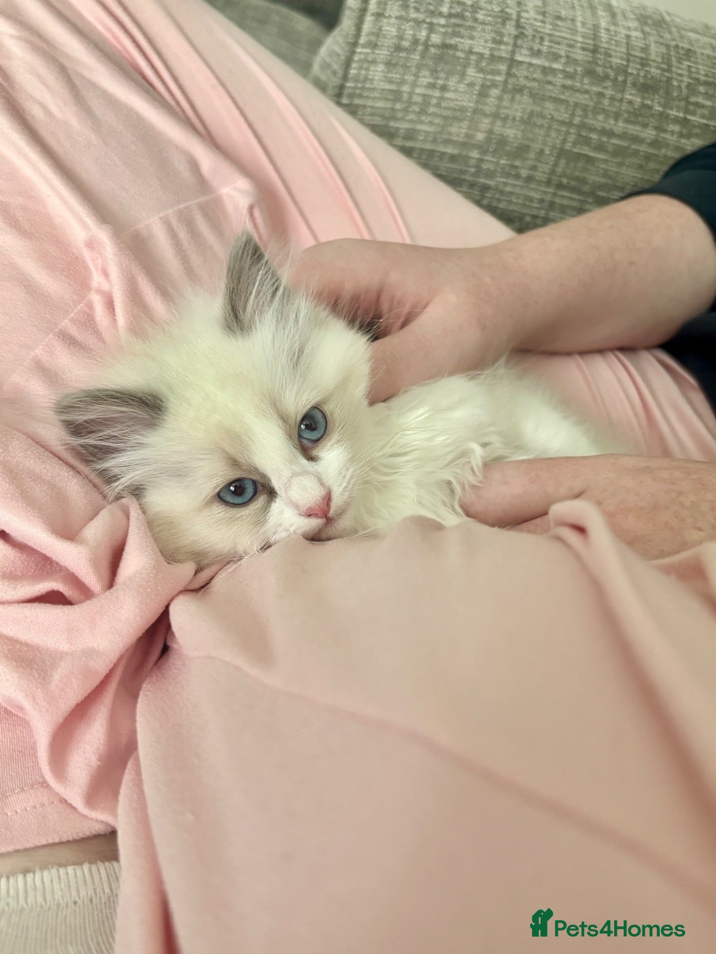 Ragdoll cats RAGDOLLS **INC VACS, INSURANCE & STARTER PACK** - Advert 2