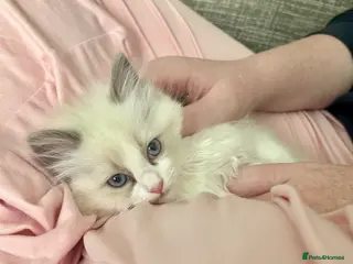 Ragdoll cats RAGDOLLS **INC VACS, INSURANCE & STARTER PACK** - Advert 10