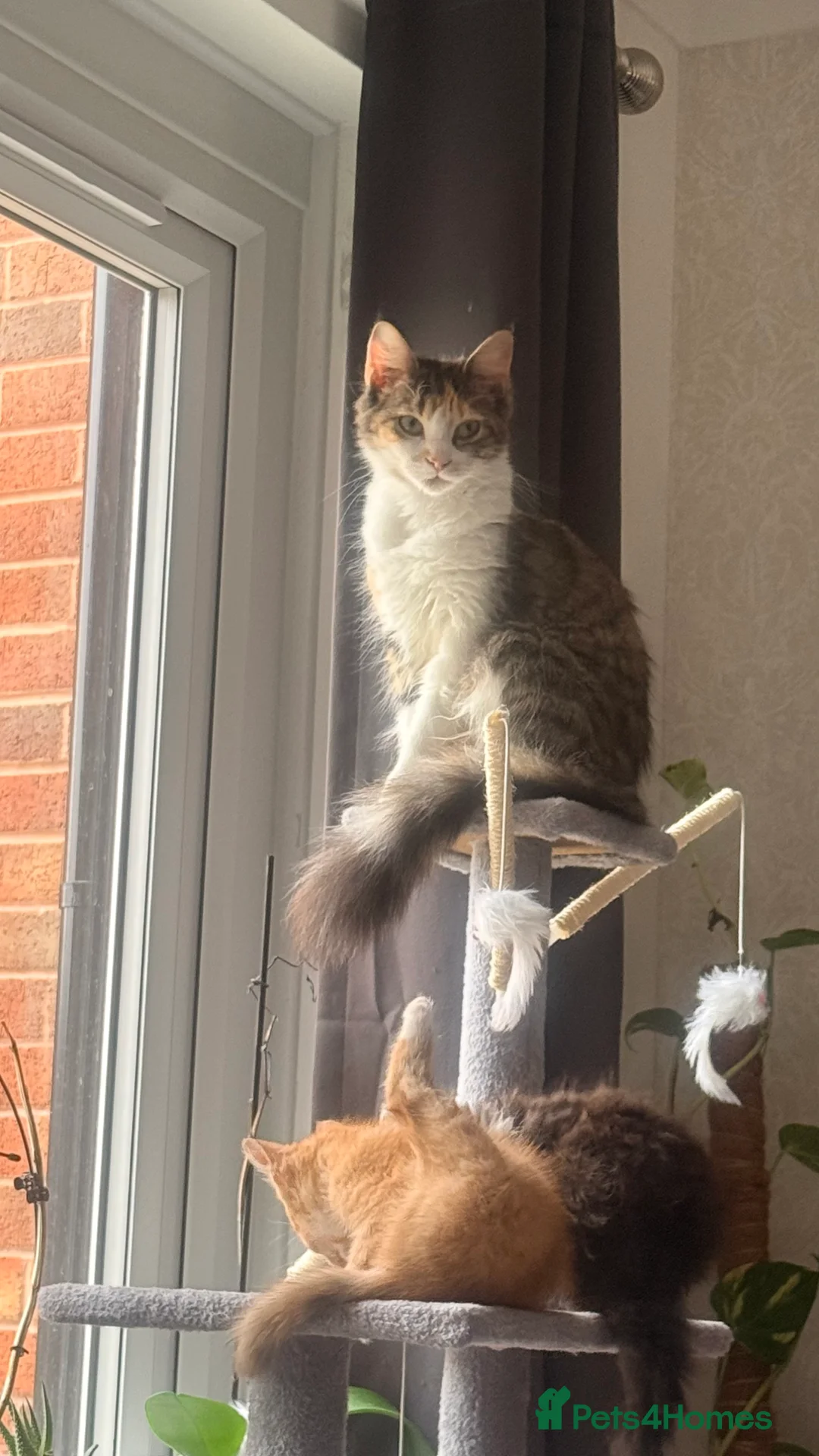 Mixed Breed cats for sale: Mixed breed  - Advert 3