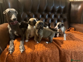 Mixed Breed dogs 🐾 Beautiful Whippet x Collie Puppies! 🐾 - Advert 10