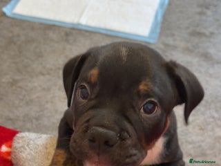 Mixed Breed dogs Old tyme english bulldog - Advert 1