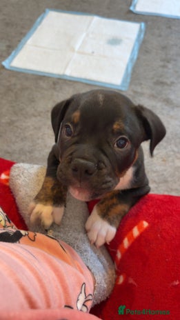 Mixed Breed dogs Old tyme english bulldog - Advert 1