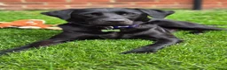 Labrador Retriever dogs for sale: KC Registered Labrador Pups  - Advert 4