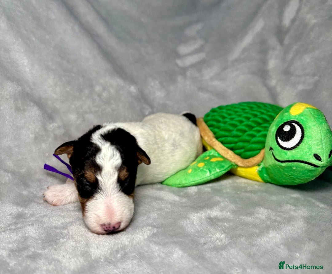 Fox Terrier dogs for sale: KC registered wire hair fox terriers - Advert 5