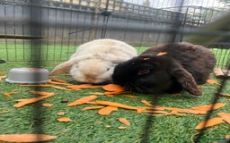 English Lop rabbits for sale: 2 1 year old rabbits and hutch - Image 1