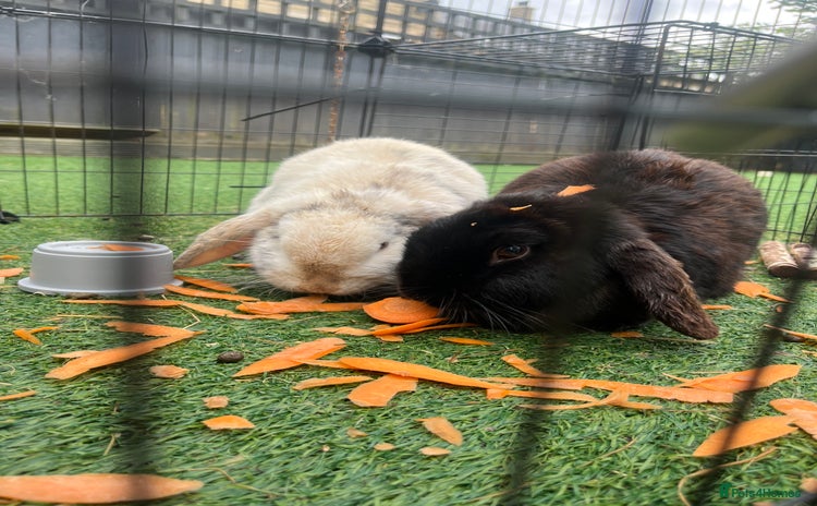 English Lop rabbits - Advert 10