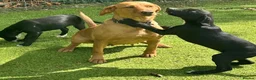 Borador dogs for sale: Beautiful Borador Puppies – Ready Now - Advert 5