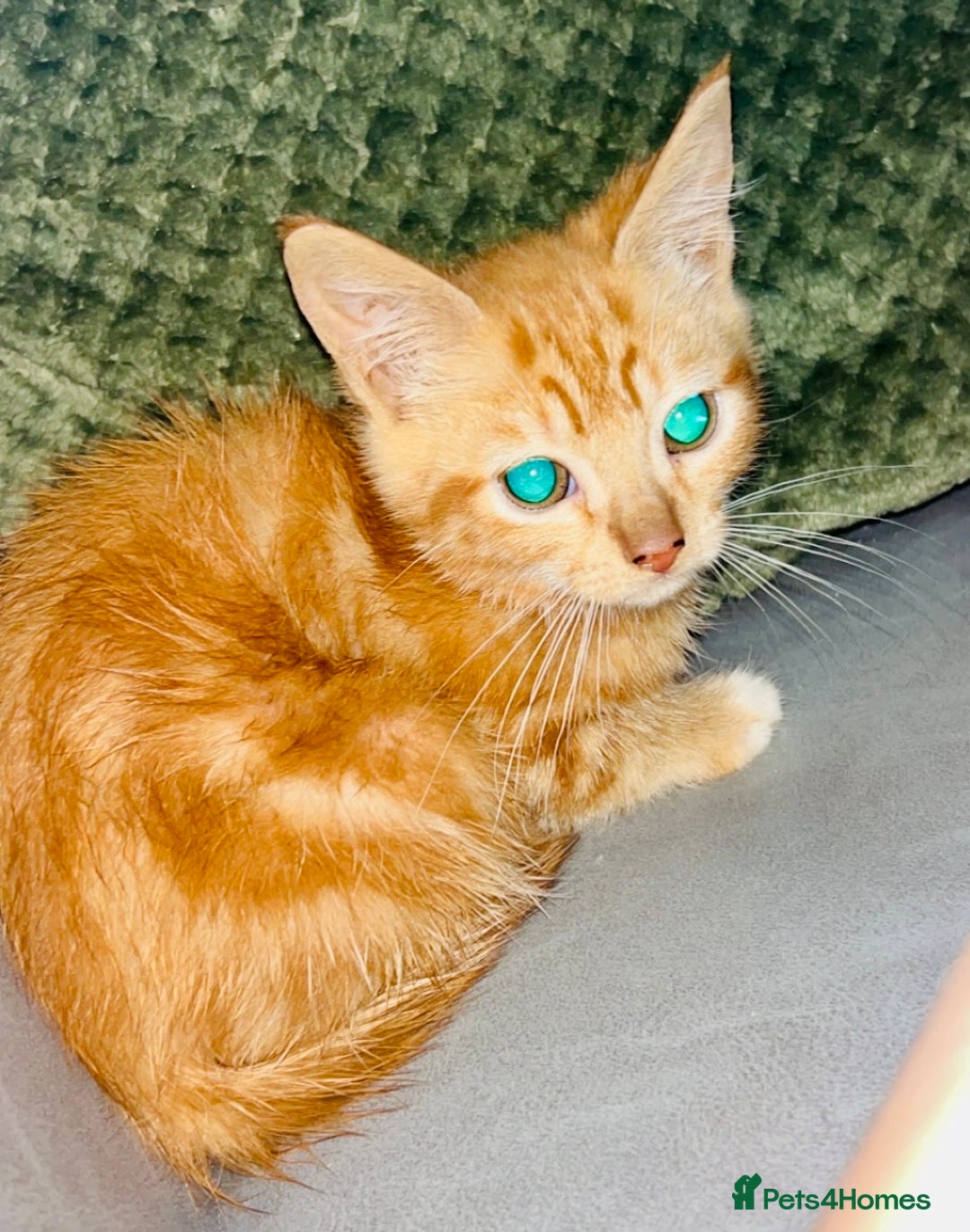Mixed Breed cats for sale: Ginger female kitten - Image 4
