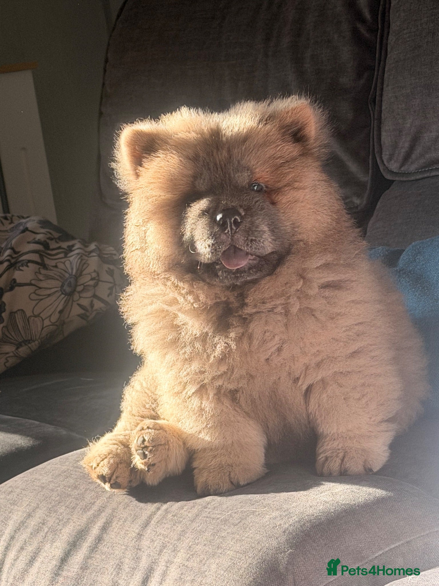 Chow Chow dogs KC registered female chow chow - Advert 1