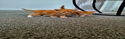 Mixed Breed cats for sale: Beautiful Playful Ginger & Tri-Colour Kittens 🐾 - Advert 12