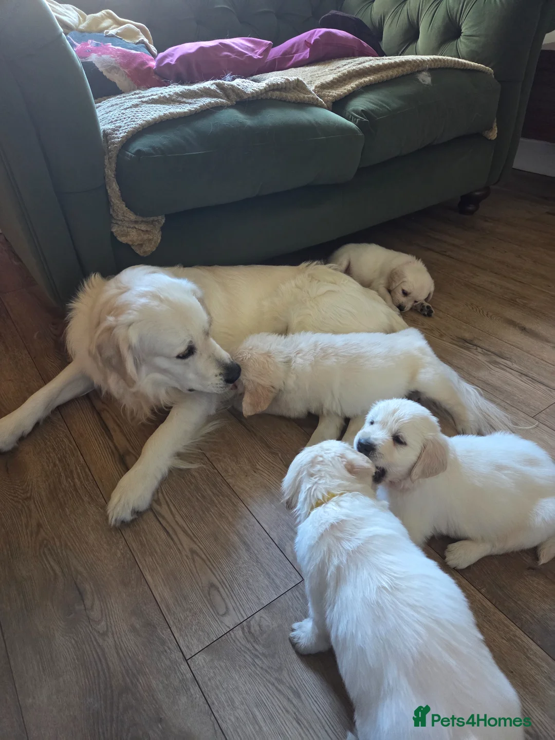 Golden Retriever dogs for stud:  Cream Golden retriever stud 1yrs old - Advert 2