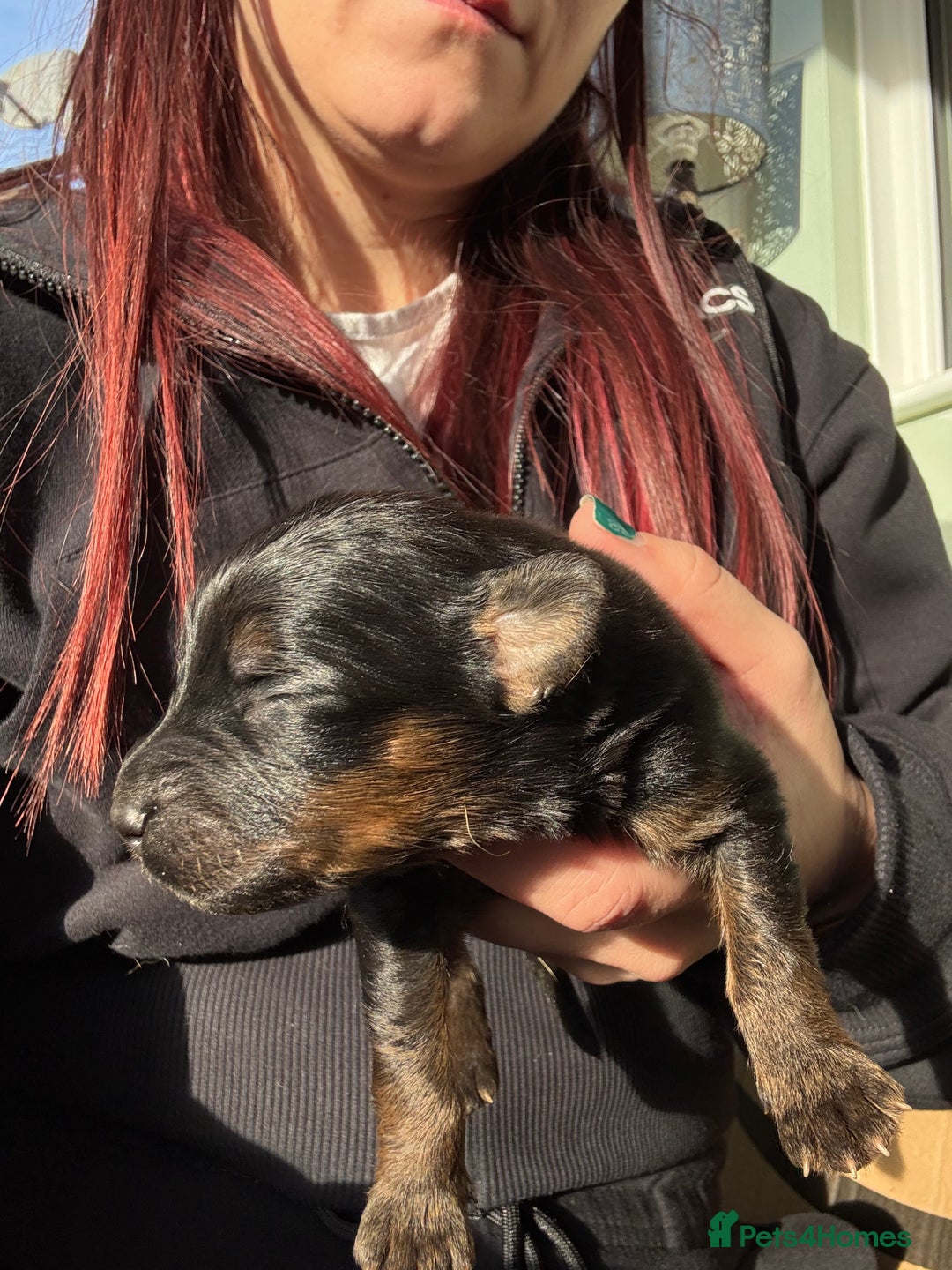 Mixed Breed dogs for sale: Shepweiler Puppies (GSD x Rottie) - Advert 9