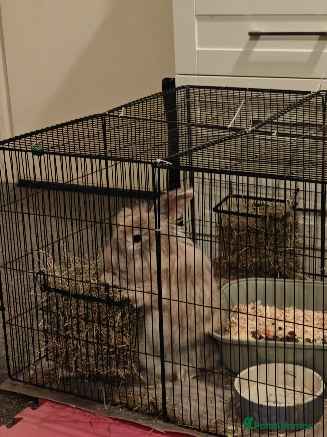 Mixed Breed rabbits for sale: Lionhead/Lop - Advert 3