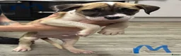 Mixed Breed dogs for sale: American bulldog x press Canario puppy’s  - Advert 10