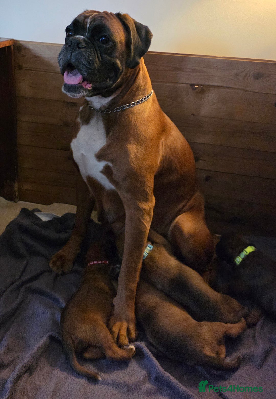 Boxer dogs for sale: Beautiful Pedigree Girls - Advert 11