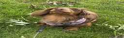 Miniature Dachshund dogs for sale: X3 Long haired beautiful, mini dachshunds 🏡 - Advert 5