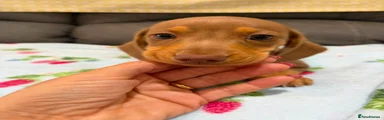 Miniature Dachshund 3