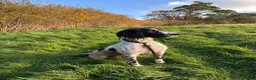 English Springer Spaniel dogs for sale: ENGLISH SPRINGER SPANIEL PUPPIES - Advert 5
