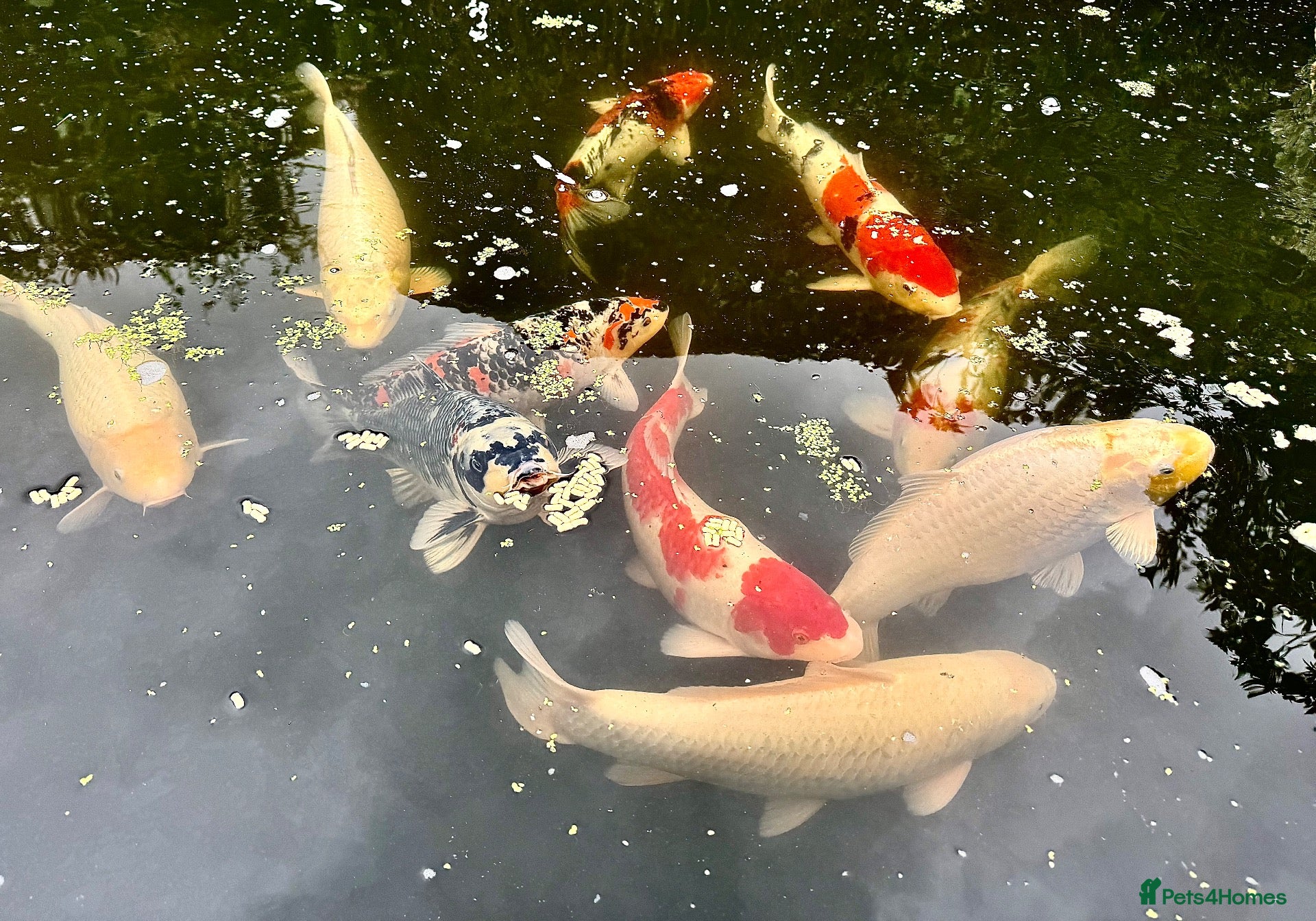 Koi Carp fish Koi Rehoming - Advert 12