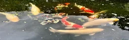 Koi Carp fish for sale: Koi Rehoming in Borehamwood - Advert 1