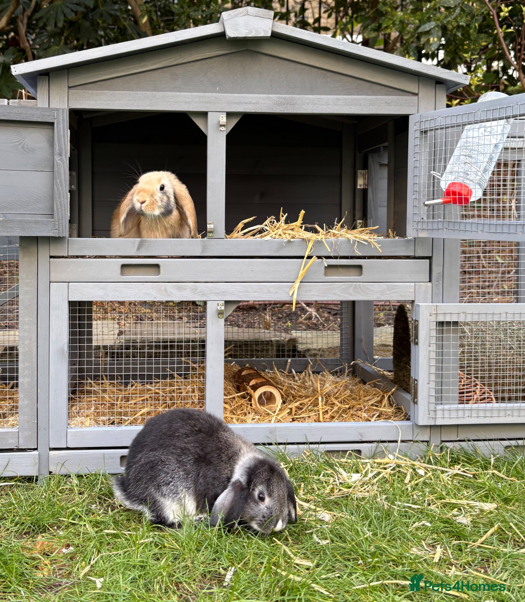 English rabbits Rabbit for donation - Advert 1