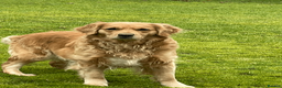 Golden Retriever dogs for sale: KC Golden Retrievers - Advert 3
