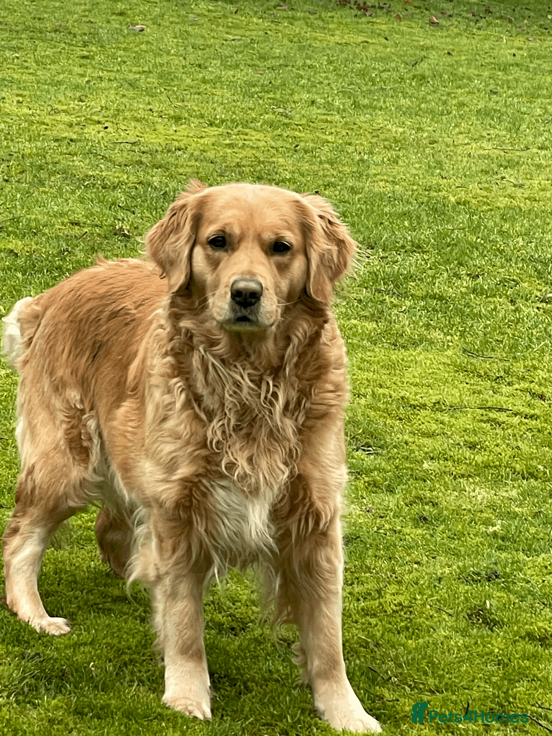 Golden Retriever dogs for sale: KC Golden Retrievers - Advert 3