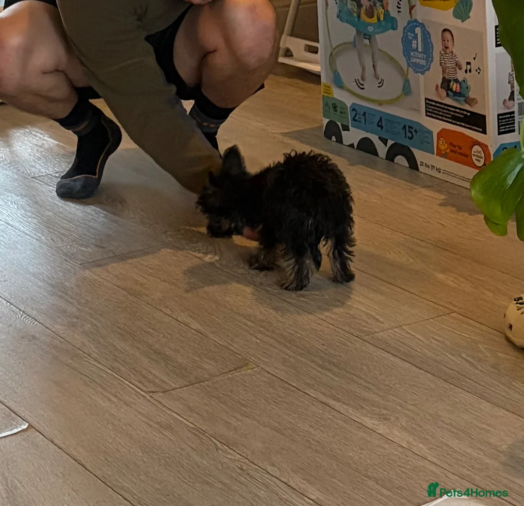 Yorkshire Terrier dogs for sale: Female Yorkshire terrier in Warrington - Advert 2