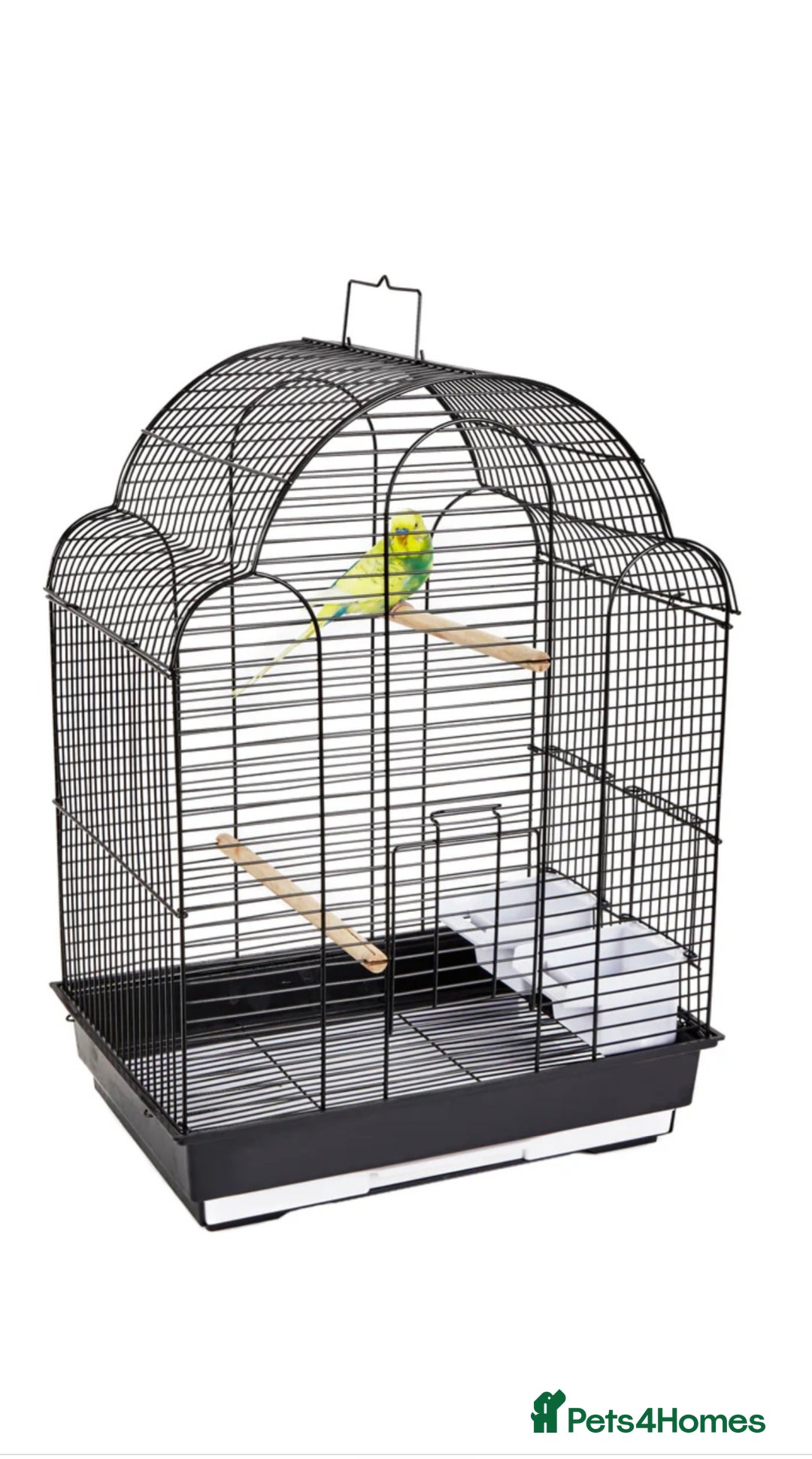 Budgerigars birds for sale: Budgies for sale, cages available, in good health - Advert 22