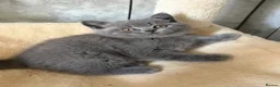 British Shorthair cats for sale: British Short Hair Blue and Lillac Kittens Females - Advert 9