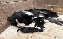 Border Collie dogs for sale: 4 Border collie puppies  - Advert 4