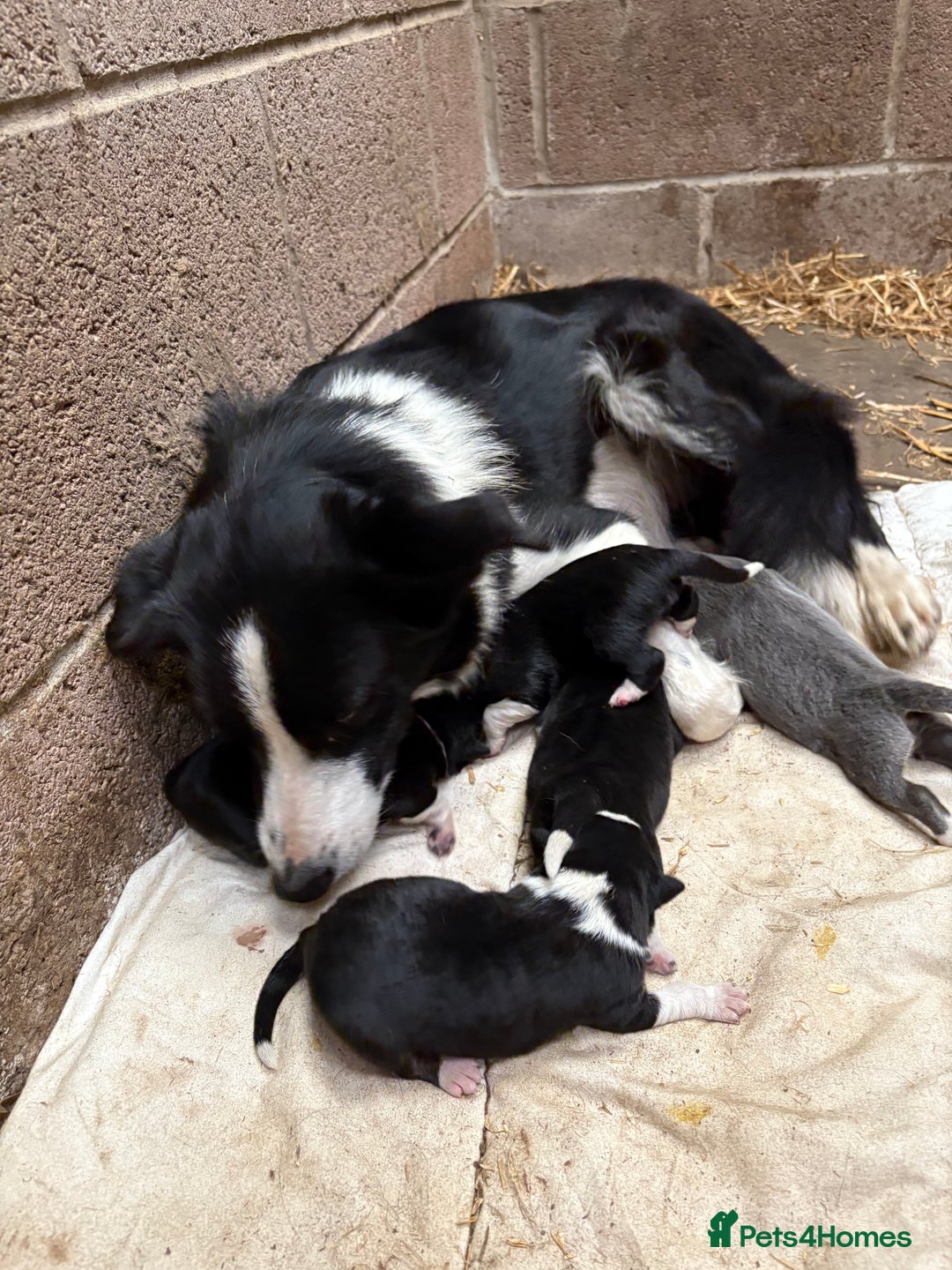 Border Collie dogs for sale: 4 Border collie puppies  - Advert 4