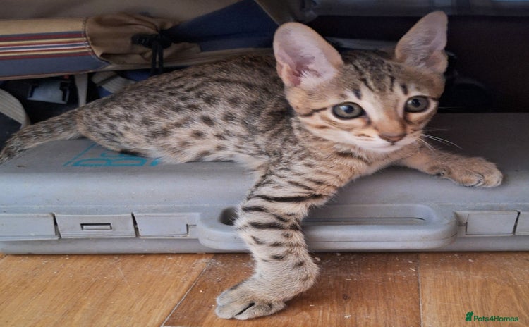 Savannah cats - Advert 1