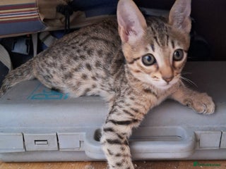 Savannah cats - Advert 4
