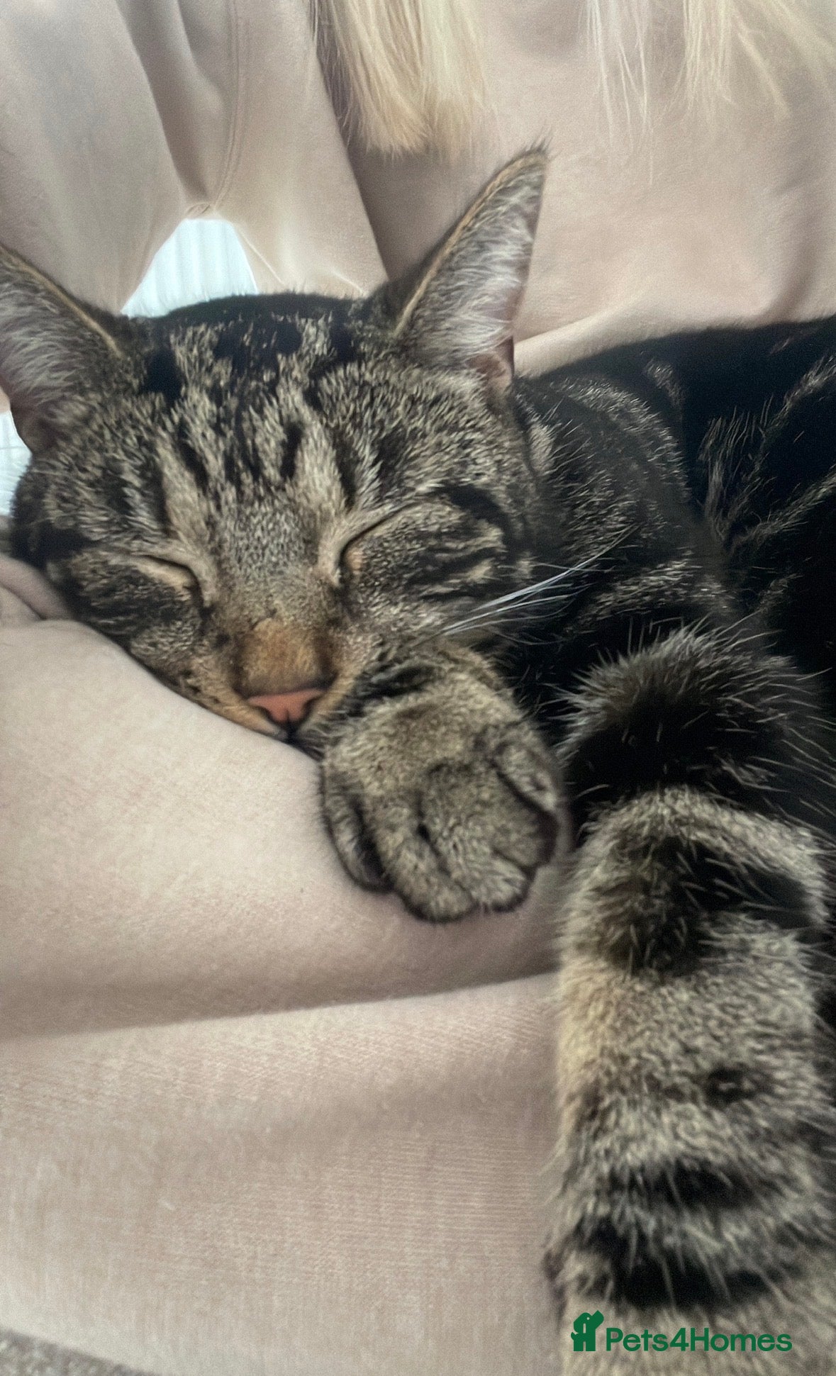 Mixed Breed cats Moggy cat / Male - Advert 4