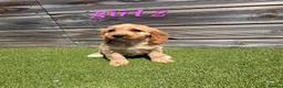 Cockapoo dogs for sale: 7 Adorable F1 Cockapoo pups ♥️🐕🐾 - Advert 20