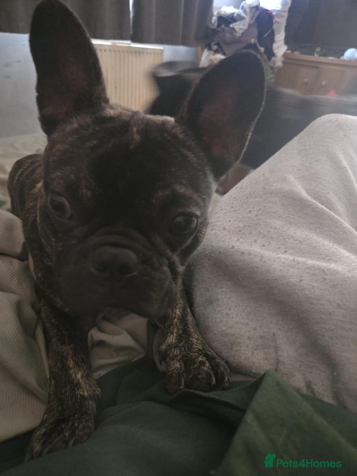 French Bulldog dogs French bulldog  - Advert 4