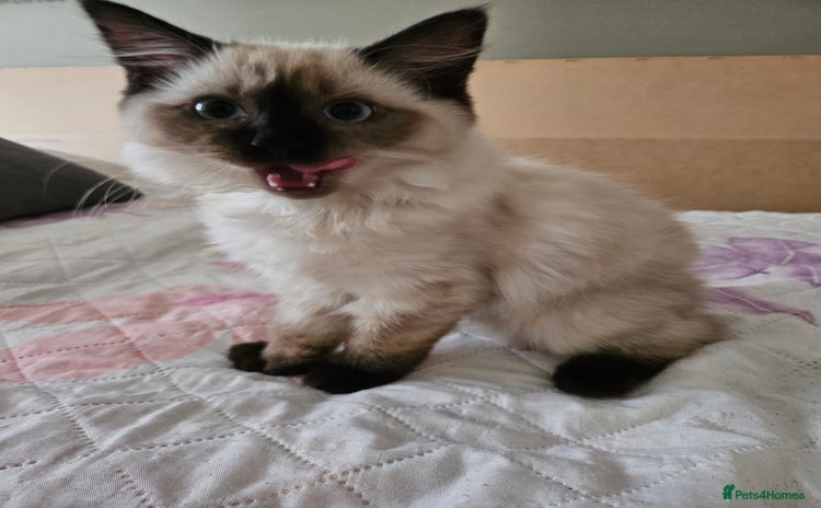 Ragdoll cats - Advert 7