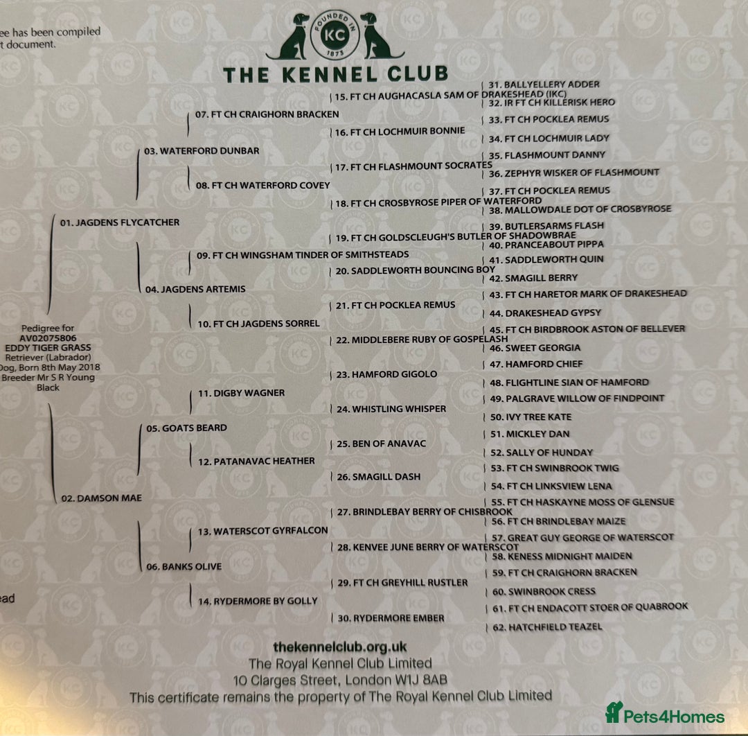 Labrador Retriever dogs for sale: KC registered Labrador Retriever puppies  - Advert 10