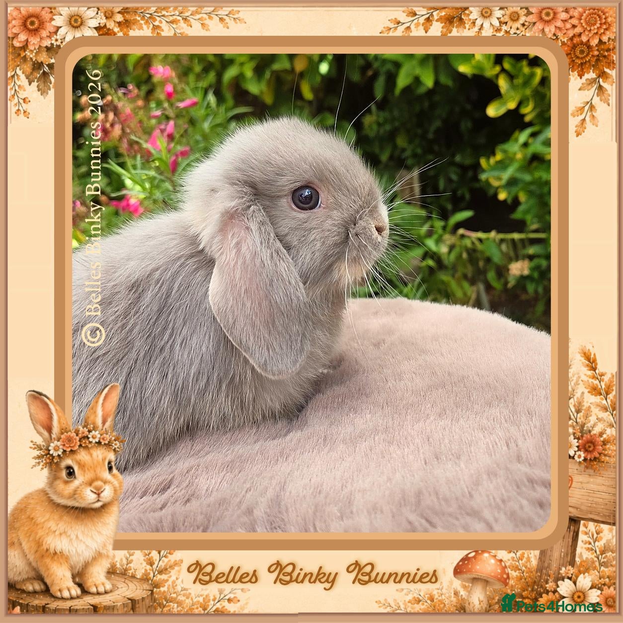 Mini Lop rabbits 🌻 Ready Now 🌻 Vaccinated Baby Girl & Boy 🌻 - Advert 2